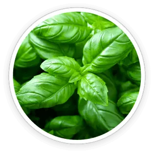 Holy Basil and Olive Leaves